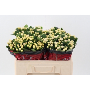 Hyp Cool Romance 40cm