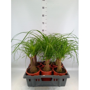 Beaucarnea recurvata