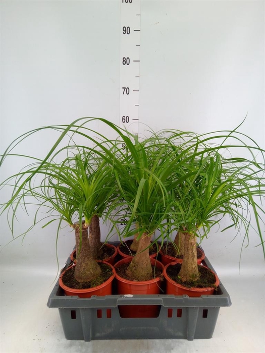 <h4>Beaucarnea recurvata</h4>