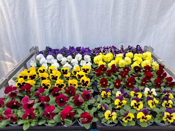 <h4>Vio Wi Delta Gem</h4>