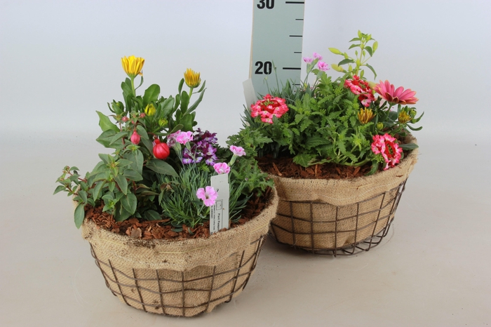 <h4>ARR TUINPLANTEN</h4>