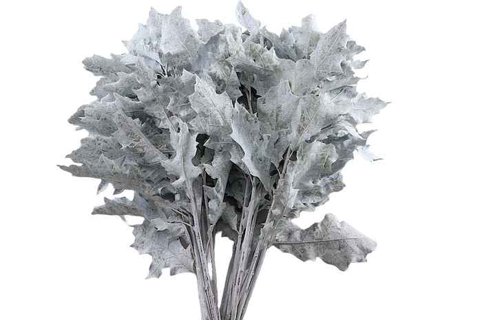 <h4>Quercus Rubra Klb Frost White</h4>