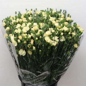 Di Tr Simply Verde Yellow Extra