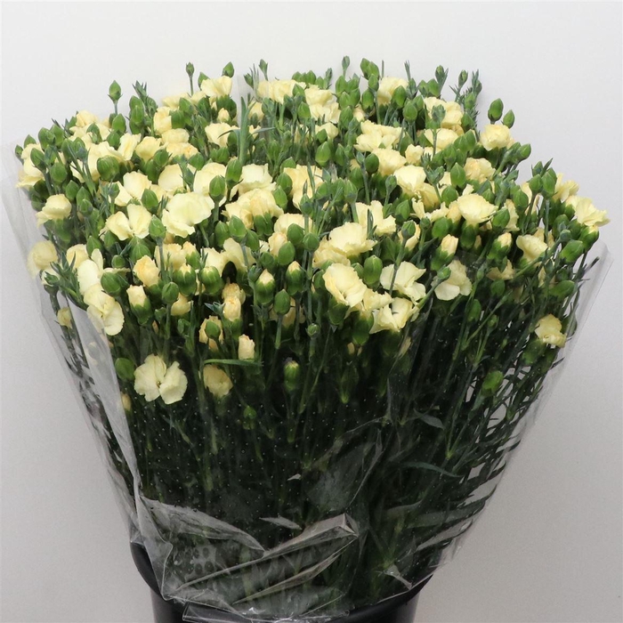 <h4>Di Tr Simply Verde Yellow Extra</h4>