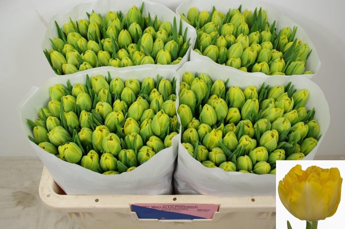 <h4>TU DU MARIE JO</h4>