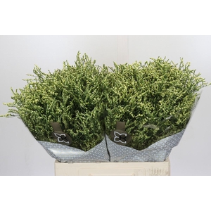 Limonium China Lemon