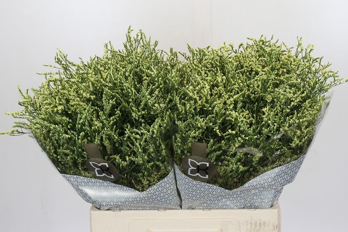 <h4>Limonium China Lemon</h4>