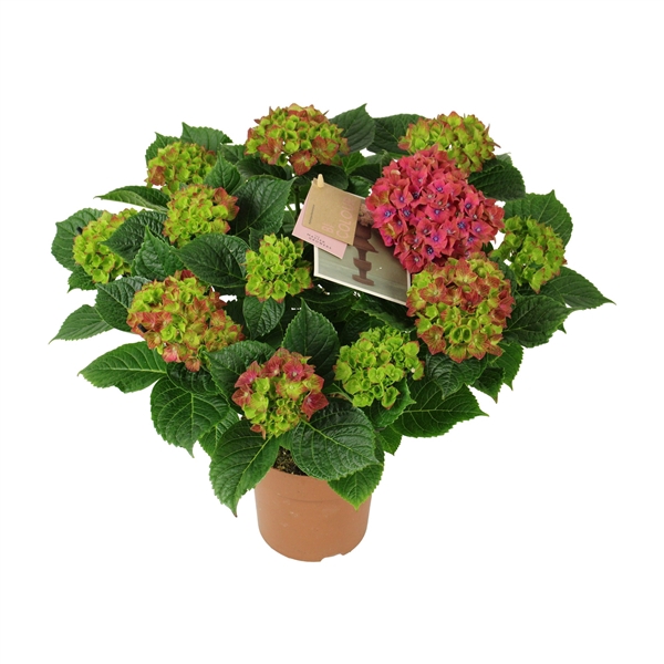 <h4>Hydrangea Schloss Wackerbarth 9/10 flowers</h4>