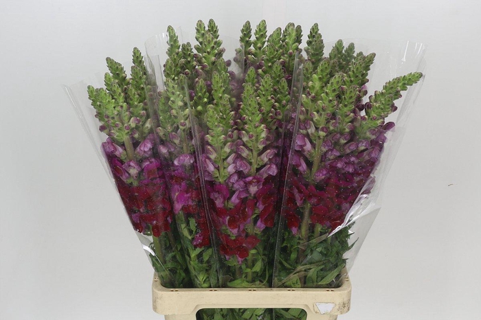 <h4>Antirrhinum Potomac Red</h4>