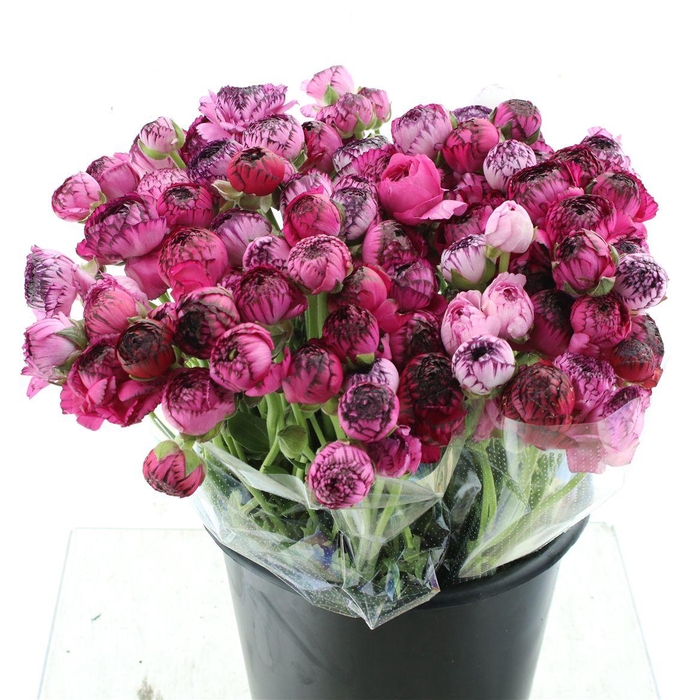 <h4>Ran El Cappuccino Dark Pink Extra</h4>