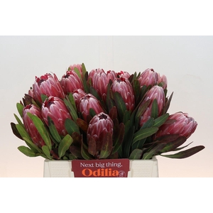 Protea Pink Ice