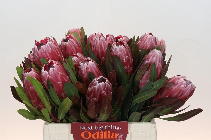 Protea Pink Ice