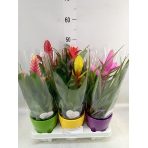 Bromelia   ...mix