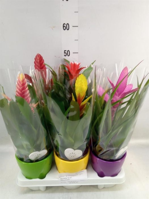 <h4>Bromelia   ...mix</h4>