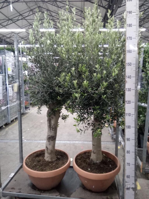 <h4>Olea europaea</h4>