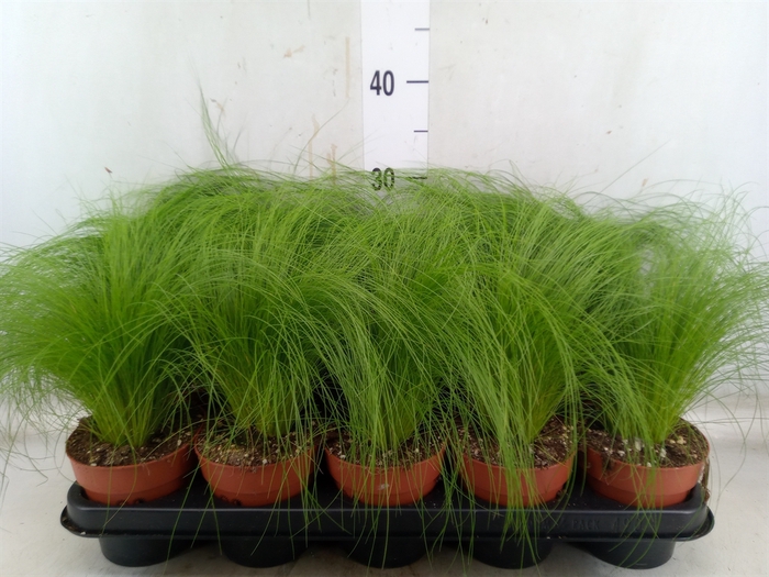 <h4>Stipa tenuifolia</h4>