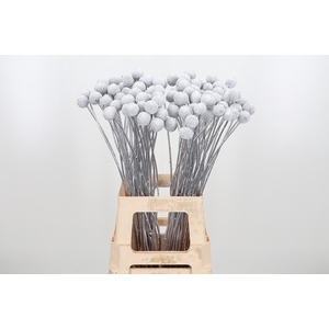 Craspedia Kl Bh Zilver Xl