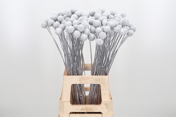 <h4>Craspedia Kl Bh Zilver Xl</h4>