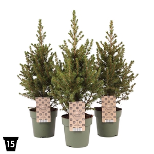 Picea glauca December