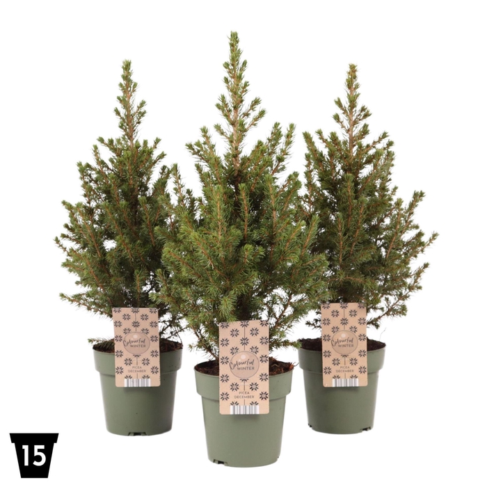 <h4>Picea glauca December</h4>