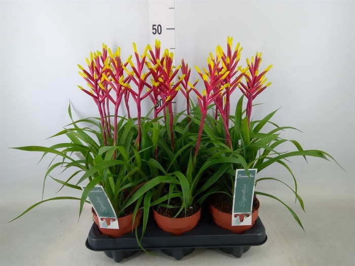 <h4>Guzmania  'Misty'</h4>