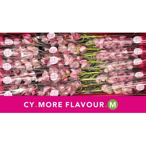 Mini cymbidium 'Riaad' 50 cm