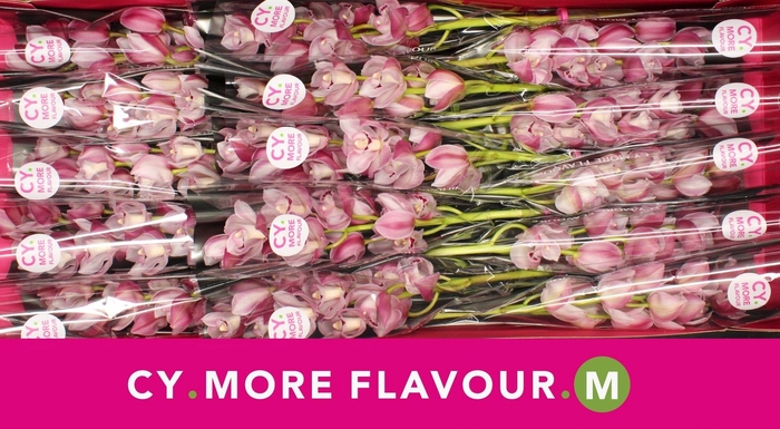 <h4>Mini cymbidium 'Riaad' 50 cm</h4>