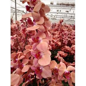 PHAL ULTIMATE BROWN BLOEM 25 Bloemen