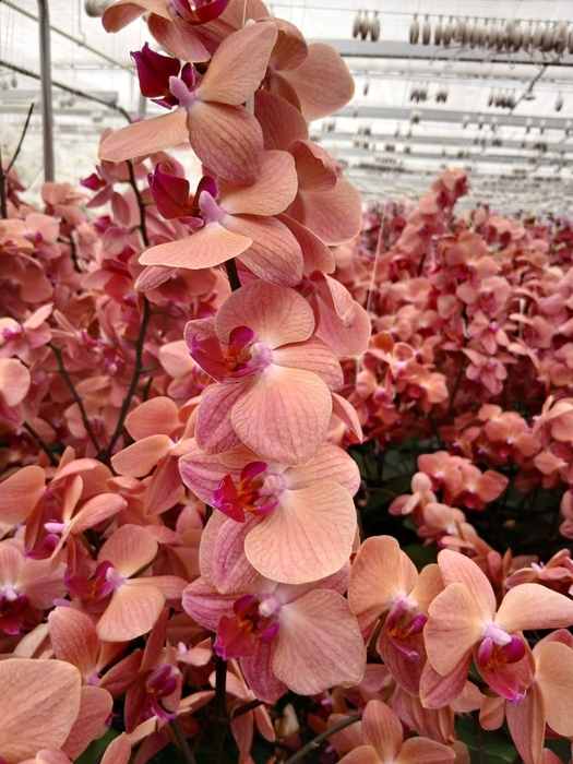 <h4>PHAL ULTIMATE BROWN BLOEM 100 Bloemen</h4>