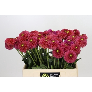 Dahlia Zundert Mystery Fox