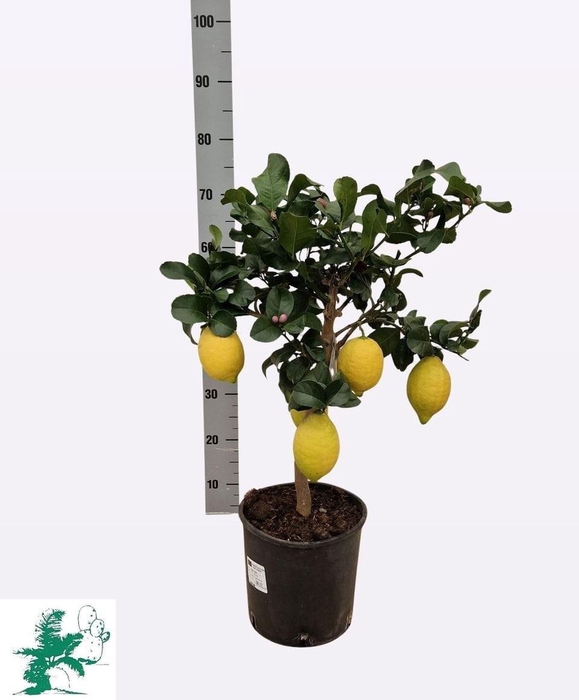 <h4>CITR MICROCARPA</h4>