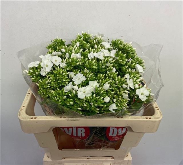 <h4>PHLOX P WHITECAP</h4>