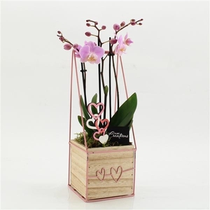 Arrangementen Phalaenopsis mt H%