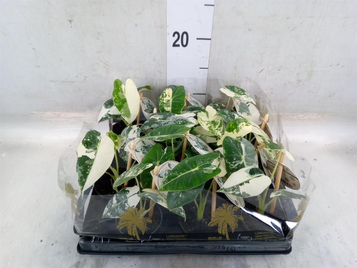 <h4>Alocasia   ...</h4>