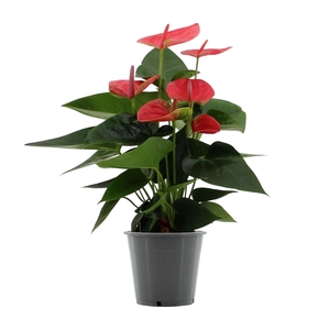 Anthurium Roze overig