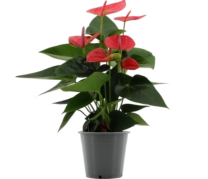 Anthurium Roze overig