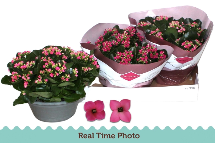 <h4>KAL EN GEM 2 KL</h4>