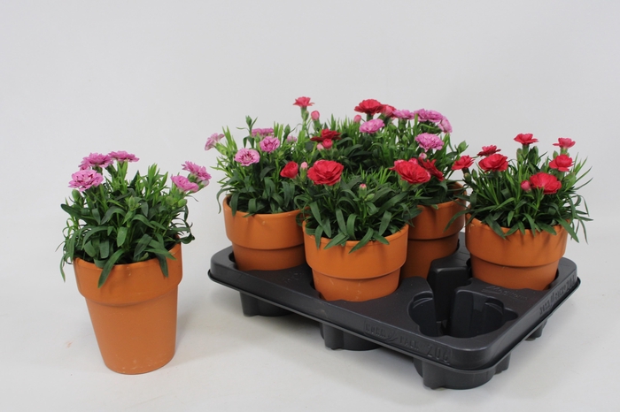 <h4>DIAN OVERIG</h4>