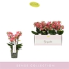 Phal 3-5 tak Boquetto Charme
