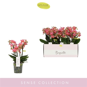 Phalaenopsis Multifloratypes overig oranje