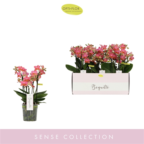 <h4>Phalaenopsis Multifloratypes overig oranje</h4>