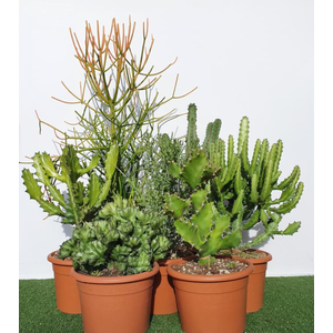 Euphorbia overig