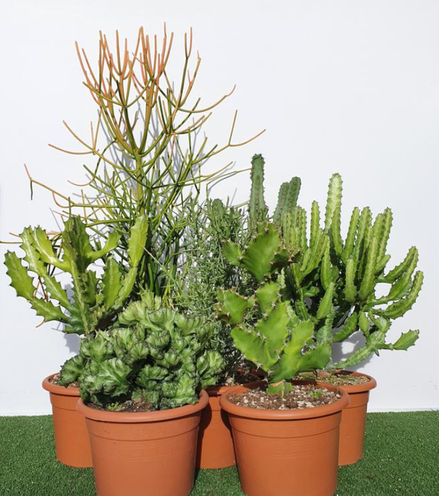 <h4>Euphorbia overig</h4>