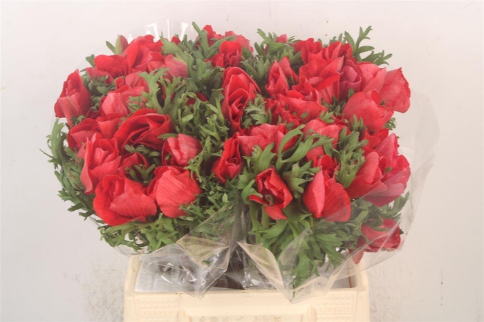 <h4>Anem Mistral Red Super</h4>