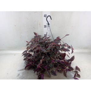 Tradescantia   ...
