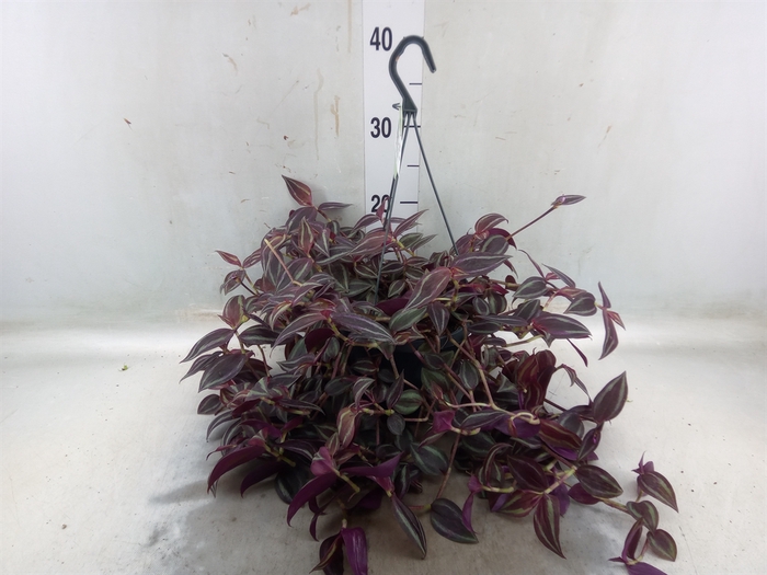 <h4>Tradescantia   ...</h4>