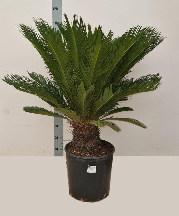 <h4>CYCAS REVOLUTA</h4>