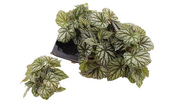 Begonia blad rex Magic Colours Tap Dance 12Ø 25cm