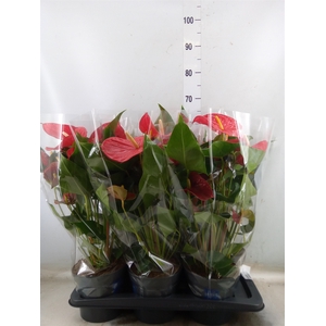 Anthurium andr. 'Karma Red'