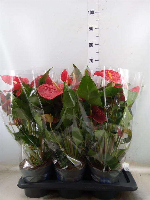 <h4>Anthurium andr. 'Karma Red'</h4>